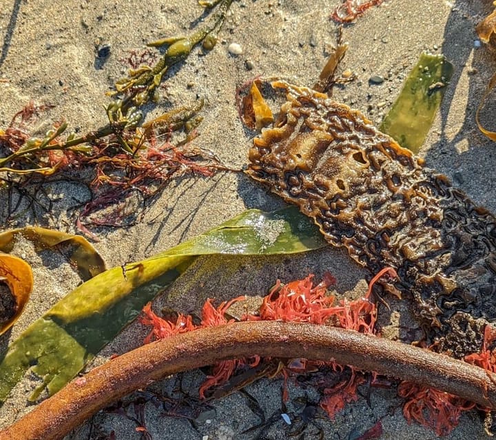 Foraging for Sea Truffles