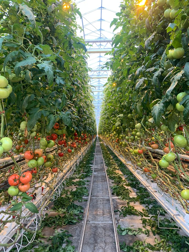 Feeding Winter Cities from the Rooftops